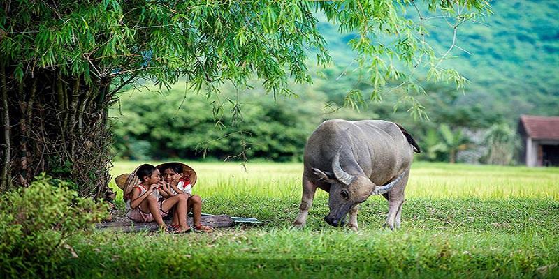 Giải mã mơ thấy trâu đánh con gì khi 2 con trâu cày ruộng