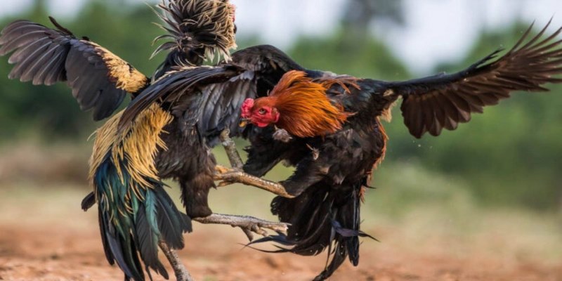 Cho phép người chơi vào kèo đá gà