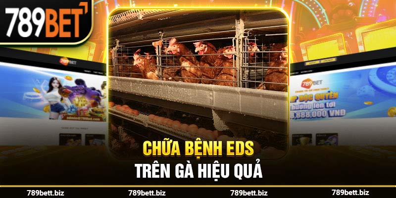 Chữa bệnh EDS trên gà hiệu quả