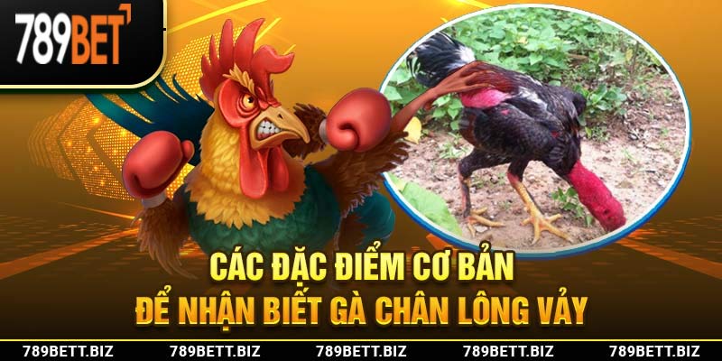 Các đặc điểm cơ bản để nhận biết gà chân lông vảy