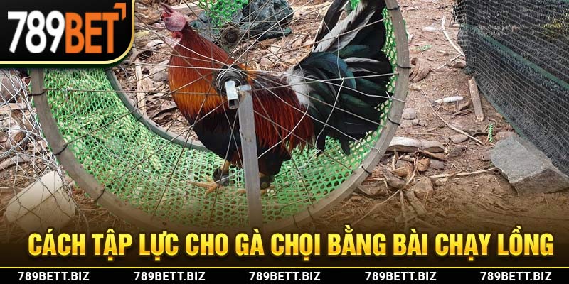 Cách tập lực cho gà chọi bằng bài chạy lồng