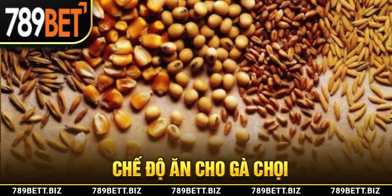 Top 7 loại thức ăn cho gà đá phải kể đến trứng vịt lộn, cút lộn