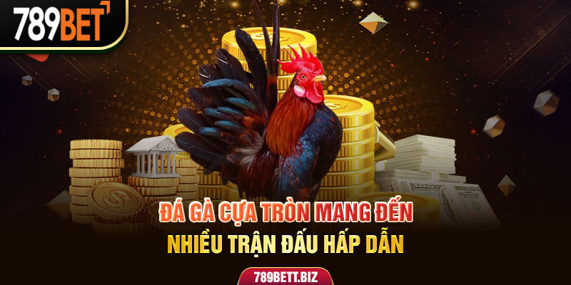 Chơi Đá Gà Cực Tròn Và Những Điều Thú Vị Nên Tìm Hiểu