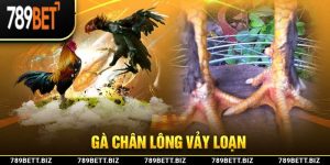 Gà Chân Lông Vảy Loạn - Chiến Binh Mang Lại Sự May Mắn