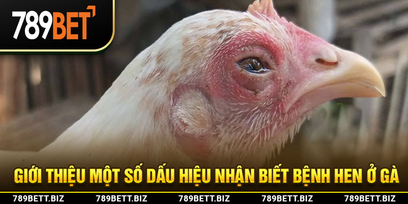 Giới thiệu một số dấu hiệu nhận biết bệnh hen ở gà