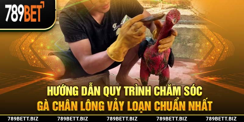 Hướng dẫn quy trình chăm sóc gà chân lông vảy loạn chuẩn nhất