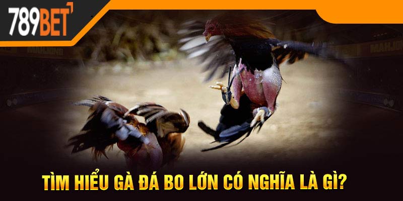 Tìm hiểu gà đá bo lớn có nghĩa là gì?