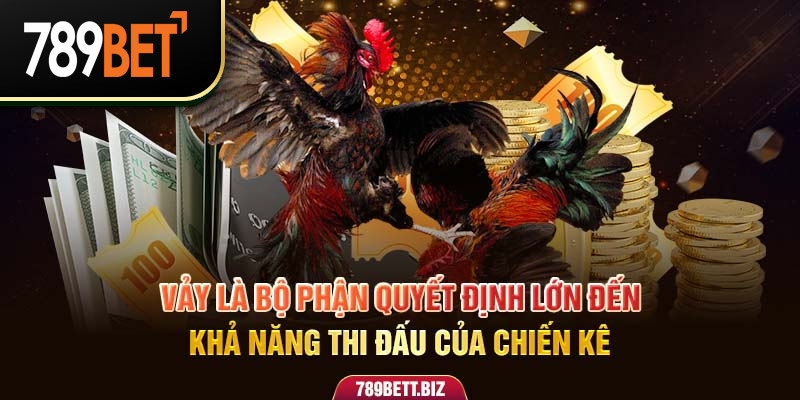 Vảy là bộ phận quyết định lớn đến khả năng thi đấu của chiến kê